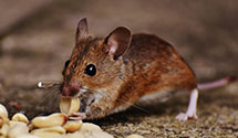 Gopher and Mole Control